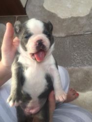 healthy boxer puppies available for sale
