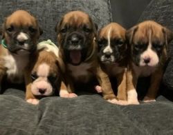 akc boxer puppies available for sale