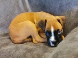 Affordable Boxer Puppies