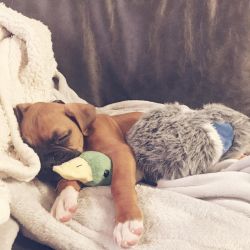 Top quality litter of Boxer puppies