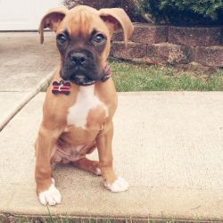 Boxer puppies looking for new home