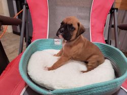 Male/Female Boxer puppies for sale