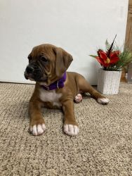Boxer pups ready February 19,2021
