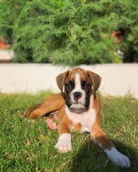 Cute Boxer puppies