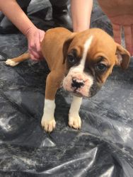 Boxer Puppies for Sale