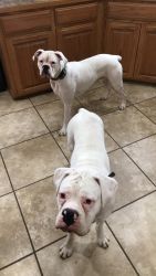 White boxer brothers one year old