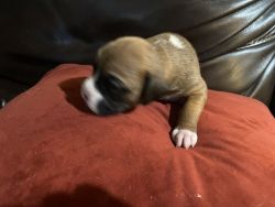 Beautiful Boxer Puppies For Sale Full Blooded 3 Generations Good He