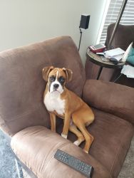 7 month old male Boxer for sale