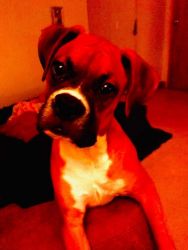 Male full breed boxer