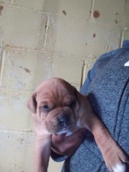 Boxer pups ready to go 5/11/21Mom dewormed and all shots pups dewormed