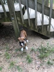 9 wk old boxer puppy