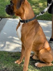 Lovable 1 Yr old Boxer Male