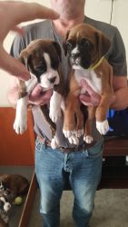 Fantastic Boxer Puppies