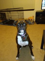 1 year old female boxer