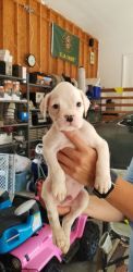 Boxer puppies ready for forever homes 07/11/21