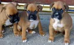 Boxer Puppies For New Homes