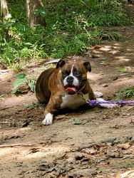Female Boxer, Brindle needs a new home