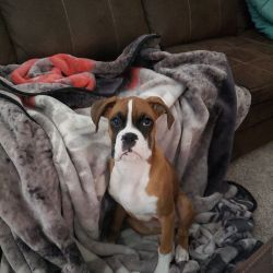 10 month old male Boxer