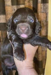 Whitmire’s Sire Brownie and Dam Lula Belle’s litter of Christmas pups