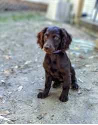 Sweet Boykin Spaniel looking for a new home