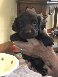 Boykin Spaniel puppies for sale