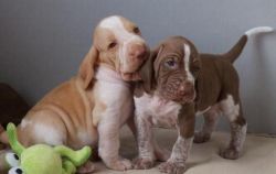 Amazing Bracco puppies for sale.