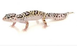 2 leopard geckos