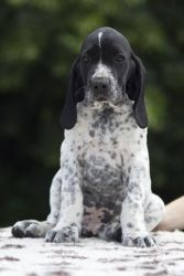 BRAQUE D'AUVERGNE puppies for sale