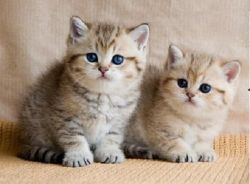 Home Raised British Kittens