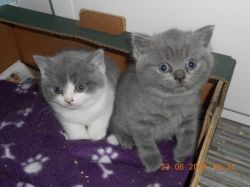 >i Am Selling Our British Shorthair Kittens