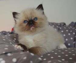 lovely kittens for adoption