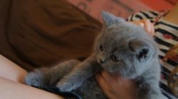 Chunky Pedigree British Blue Kittens