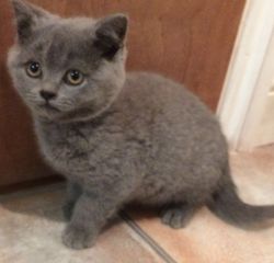 Registered British Short hair kittens for sale