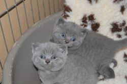 Pedigree GCCF Reg British Shorthair Kittens
