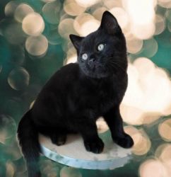 Lovely and friendly kitty from Europe, gorgeous black color, excellen