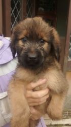 Beautiful Briard Puppies,male and female.