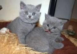 british blue kittens