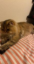9 month old British longhair needs a home