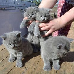 Cute British Shorthair kittens