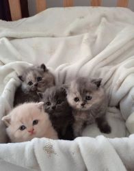 Gorgeous blue and cream British Shorthair Kittens