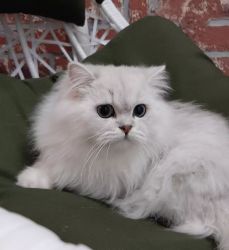British Longhair Kittens for sale