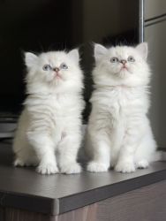 British Longhair/ Ragdoll Mix Kittens