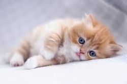 British longhair kittens for sale