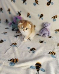 Adorable British fold kittens for sale