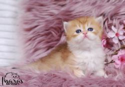 Golden Doll Face British Longhair Kittens for Sale