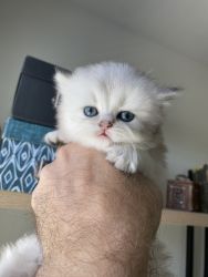 Silver kitten for sale British longhair