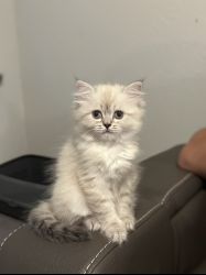 Ragdoll/British Longhair Kittens