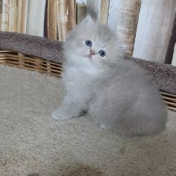 Awesome British Longhair Kittens