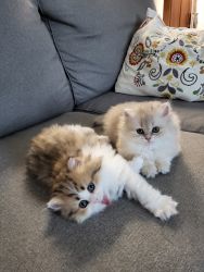 British Longhair Kittens for sale