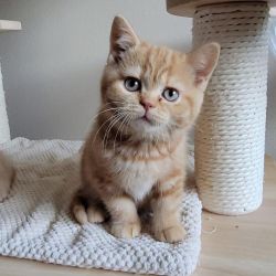 Exotic British Shorthair Kittens